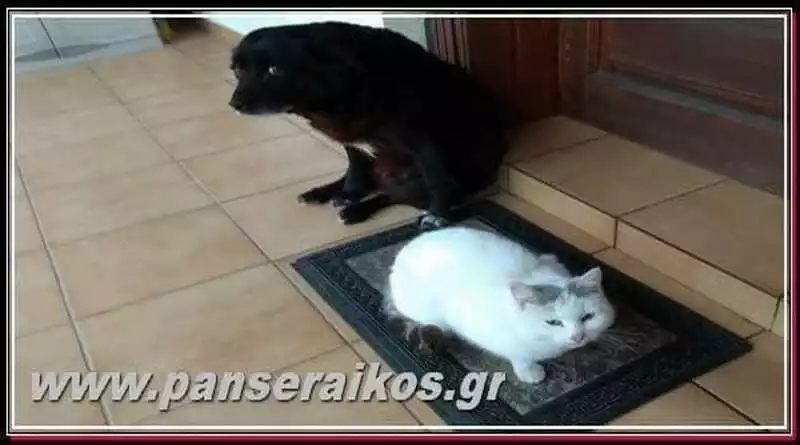 Ζώα συντροφιάς