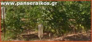 ntomata_panseraikos.gr_ντοματα