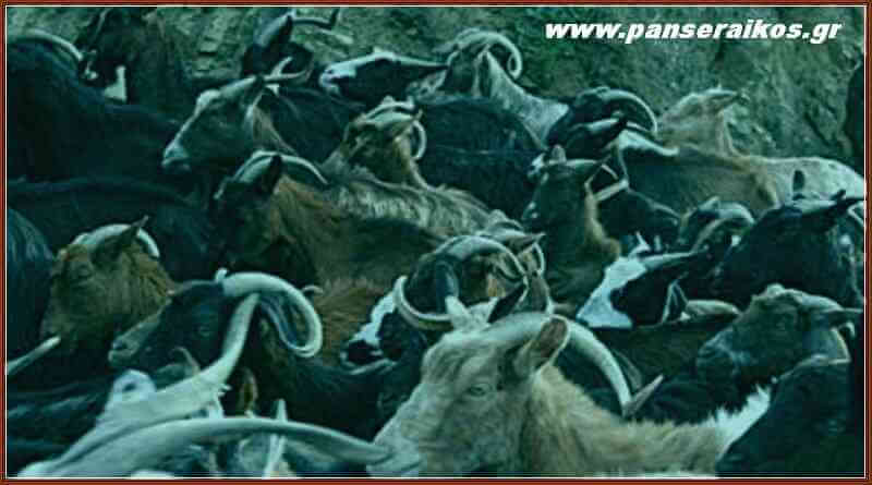 Δηλητηριασμός πολλών ζώων στη Βέργη