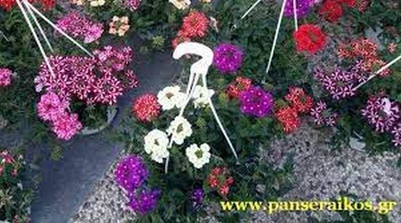 Πρώτη ημέρα ανθοκομική