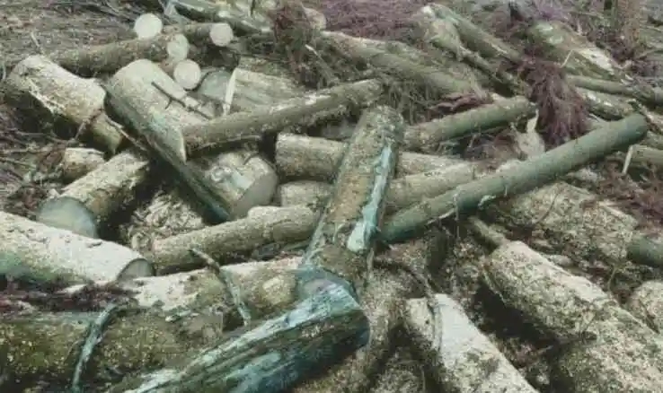 Επιτρεπόμενη περίοδος κοπής ξύλων για πουρνάρι και γαύρο